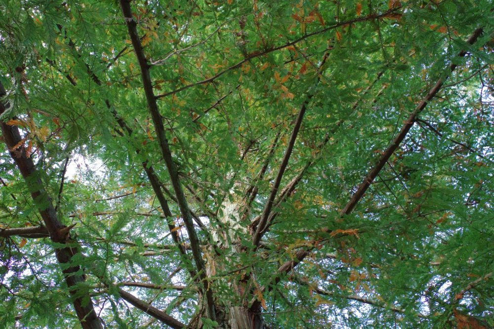 Scientists Pioneer Ancient Secrets of Cycad Pollination to Protect Global Food Security